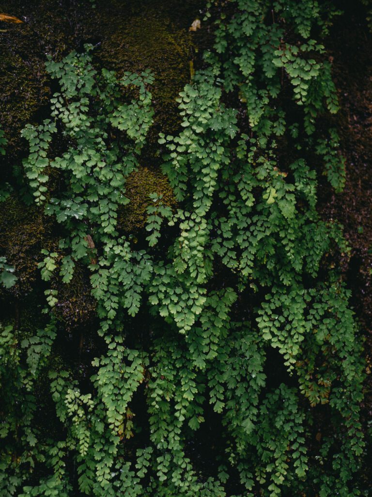 植物 05