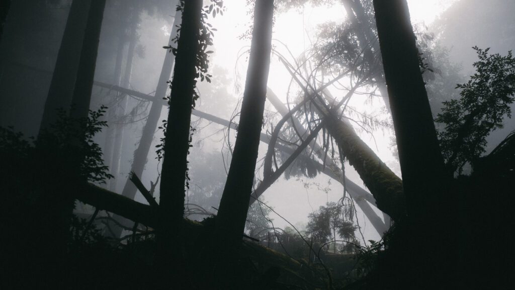 植物 06