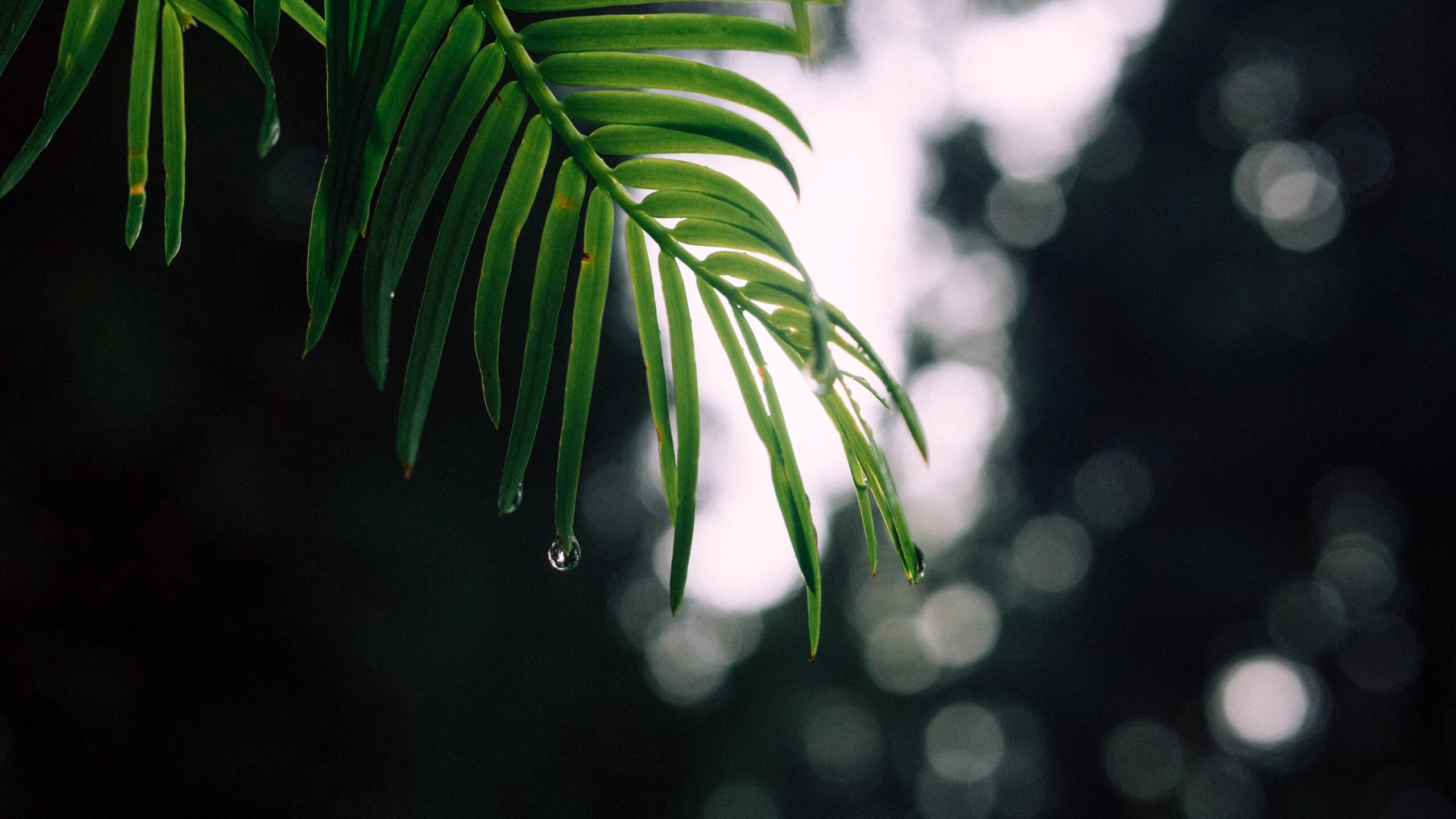 植物 09