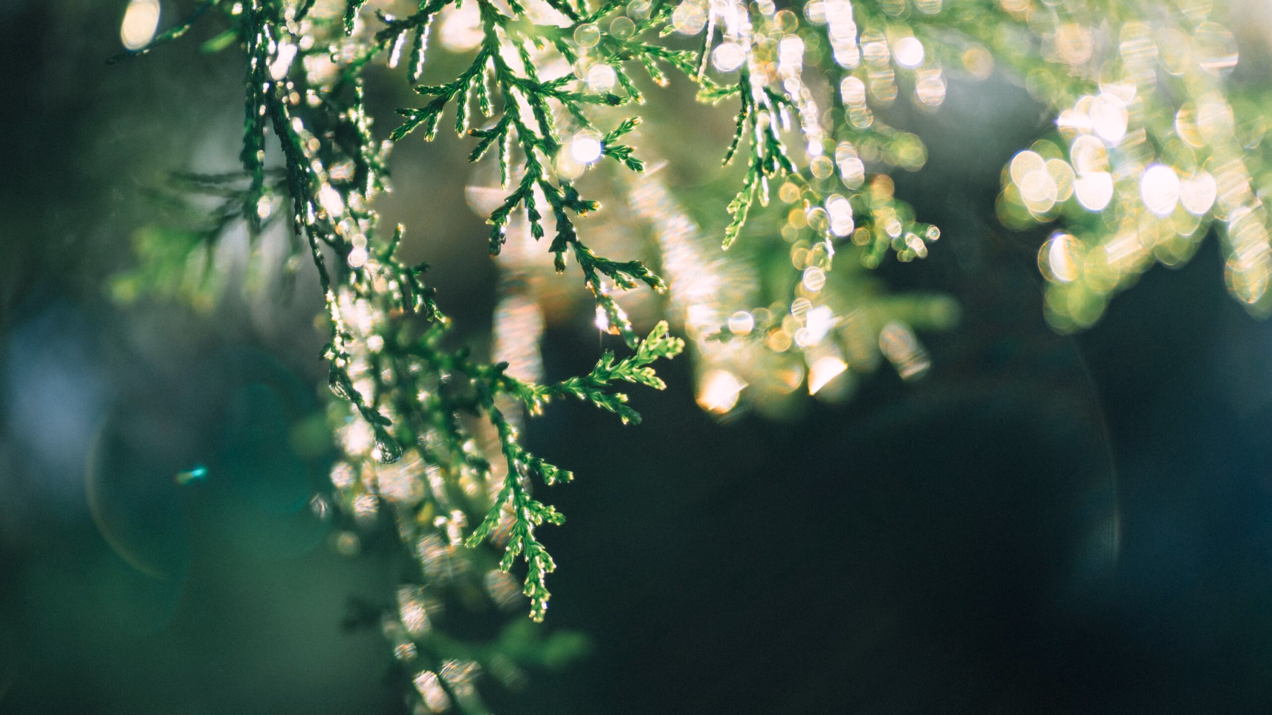 植物 10