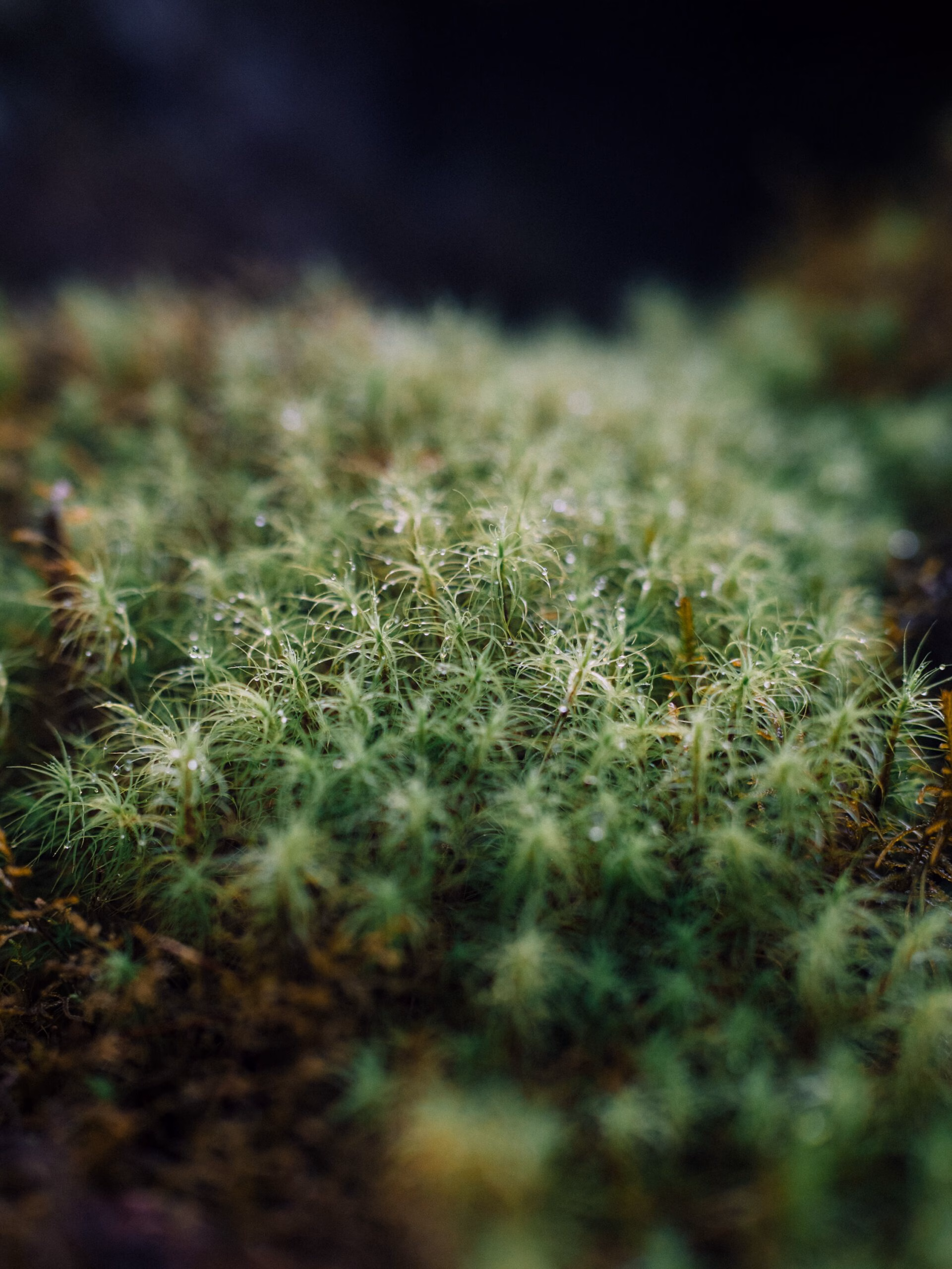 植物 11