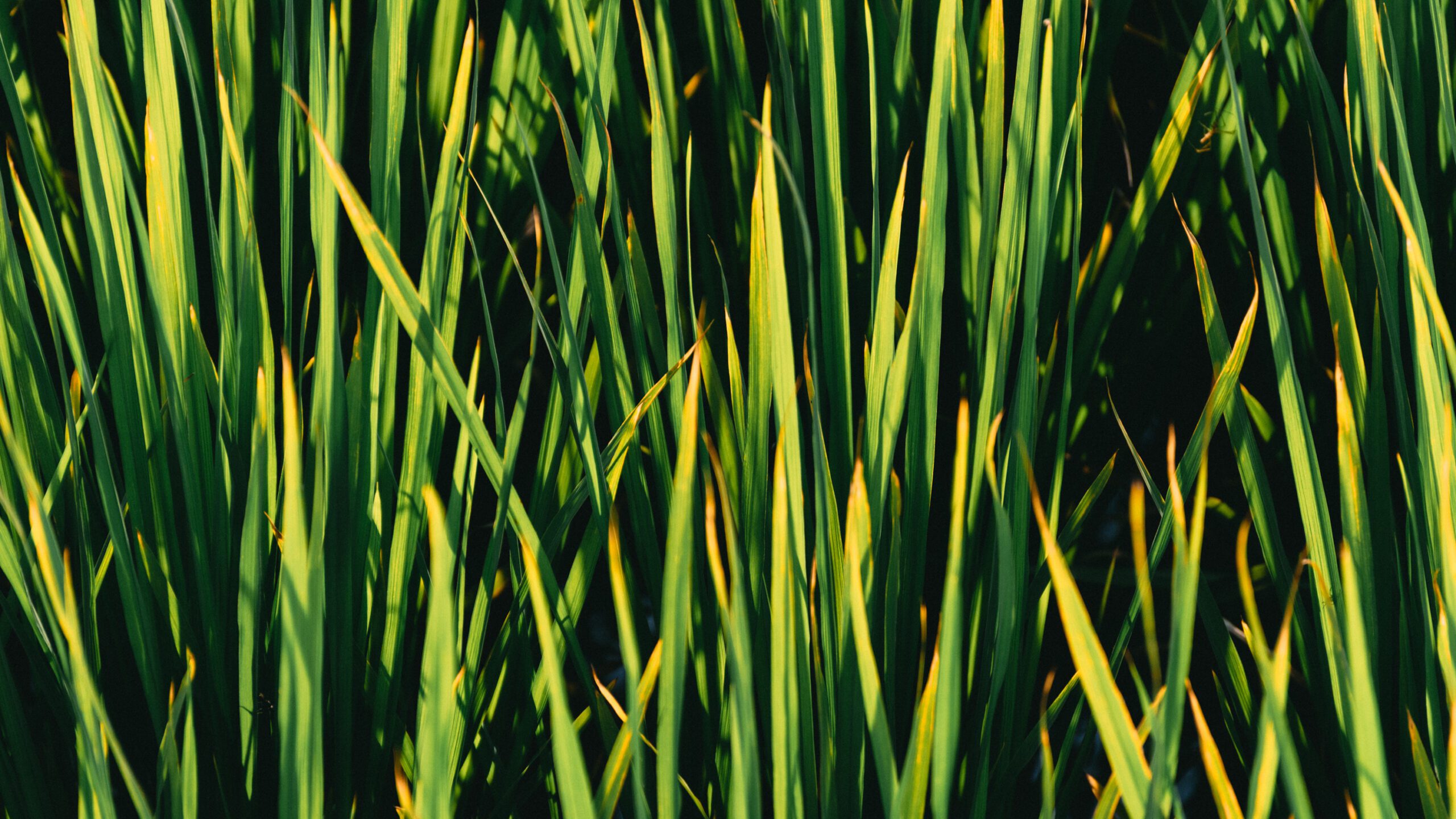 Image gallery image