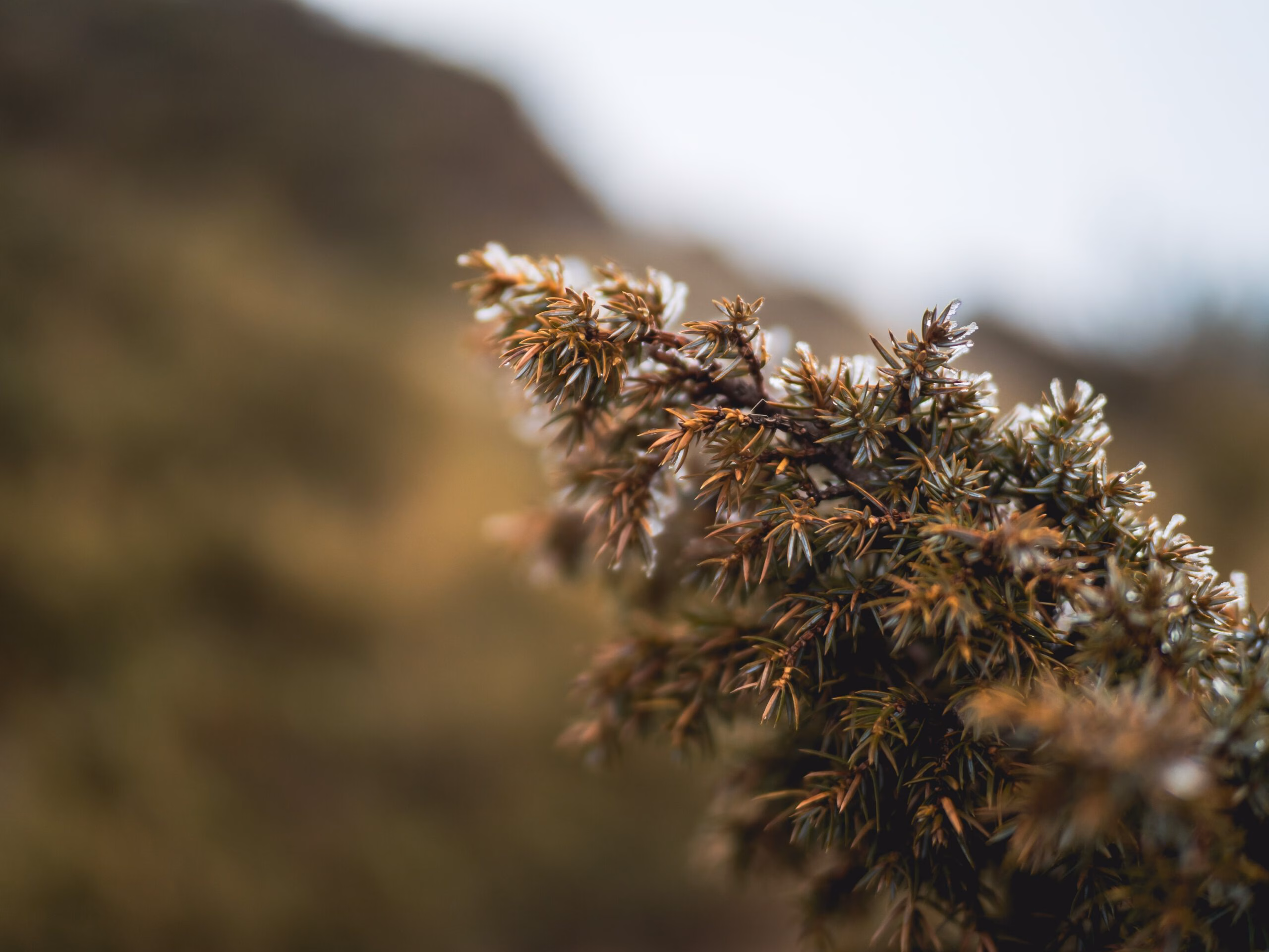 合歡山 10