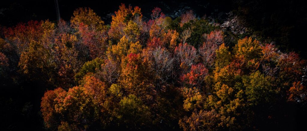 被秋色染紅的山坡樹叢